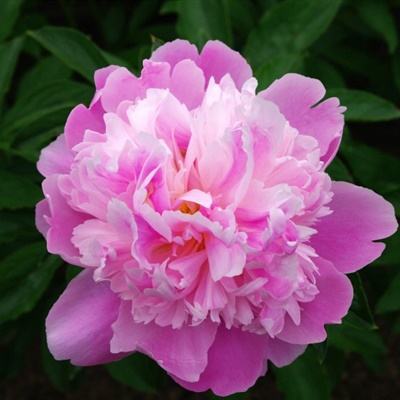 管家婆一码一肖资料大全